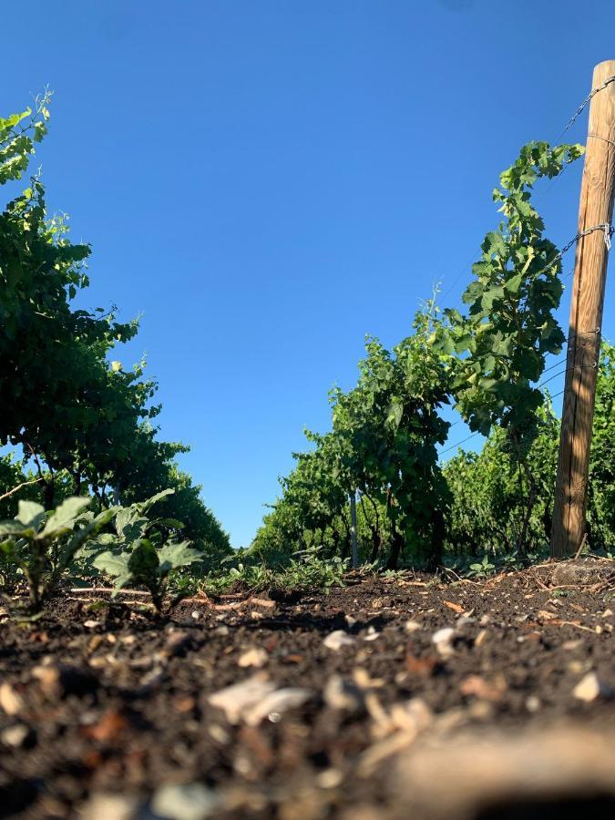 Masseria Spinale Wine Resort Melfi Kültér fotó